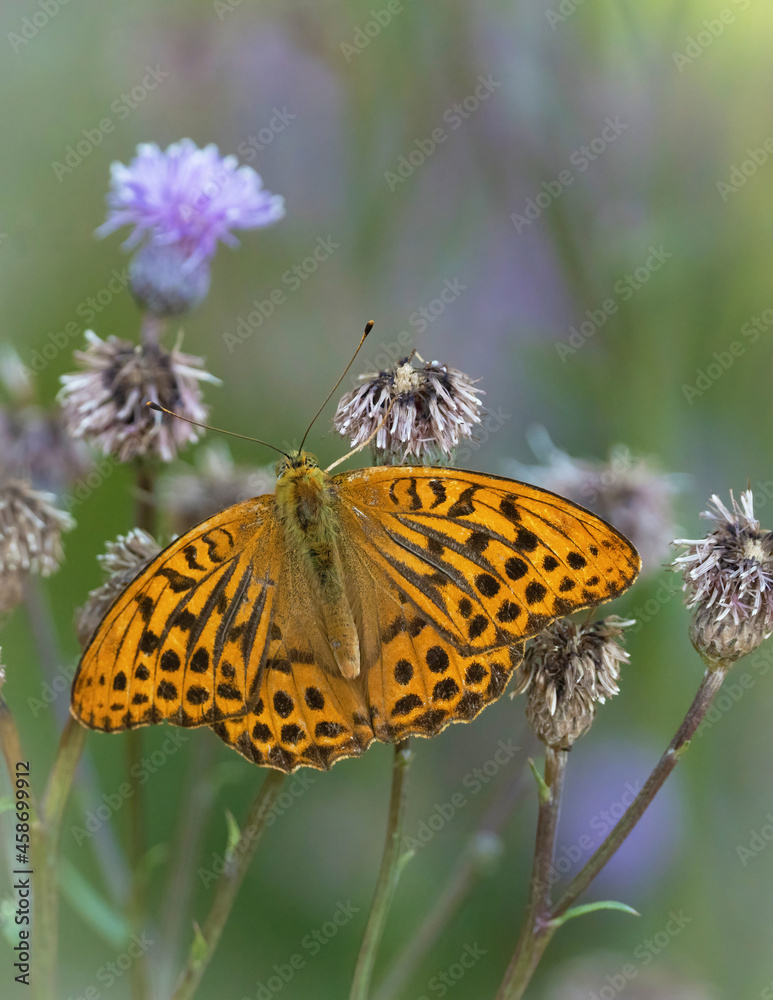 silver-washed fritillary (Argynnis paphia) silver-washed fritillary (Argynnis paphia)