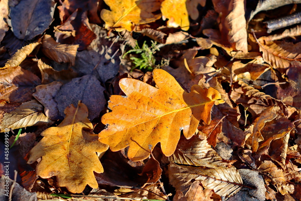 Fallen colorful autumn leaves in nature Fallen colorful autumn leaves in nature