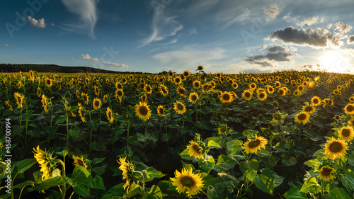 Obraz na płótnie Sunflower field at the Lower Silesia, Poland w salonie
