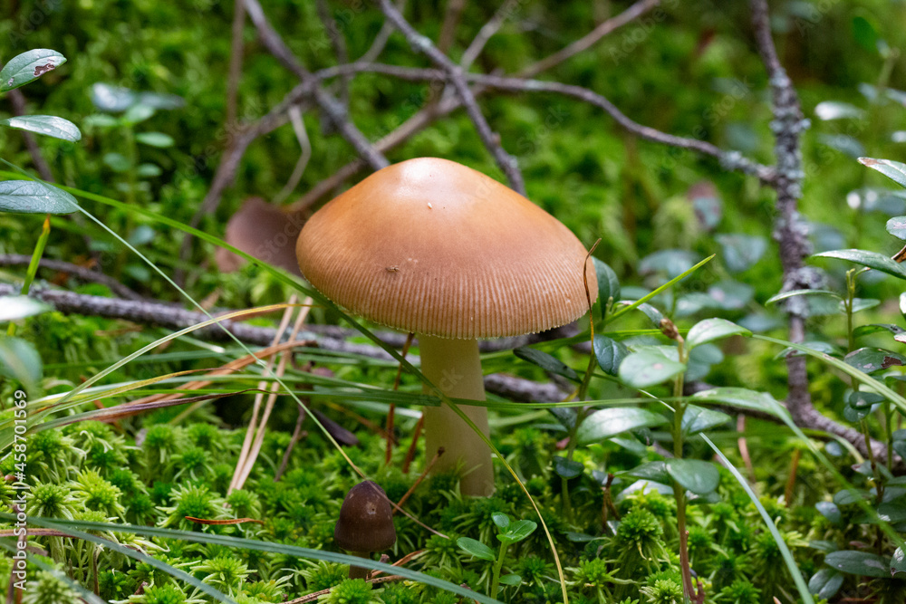 Amanita fulva mushroom, also known as the tawny grisette a brown mushroom of the genus fly agaric in green moss. Autumn in the forest, October Amanita fulva mushroom, also known as the tawny grisette a brown mushroom of the genus fly agaric in green moss. Autumn in the forest, October