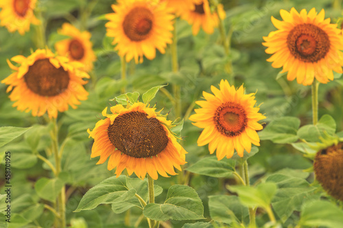 Beautiful sunflower head blooming in field
