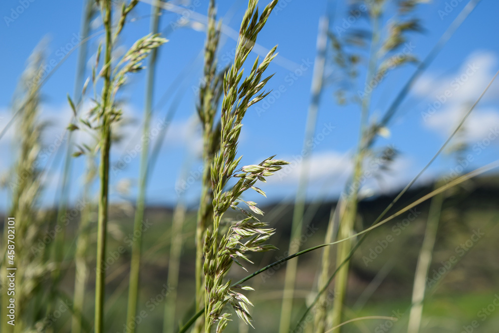 Close up of wild tall grass. Close up of wild tall grass.
