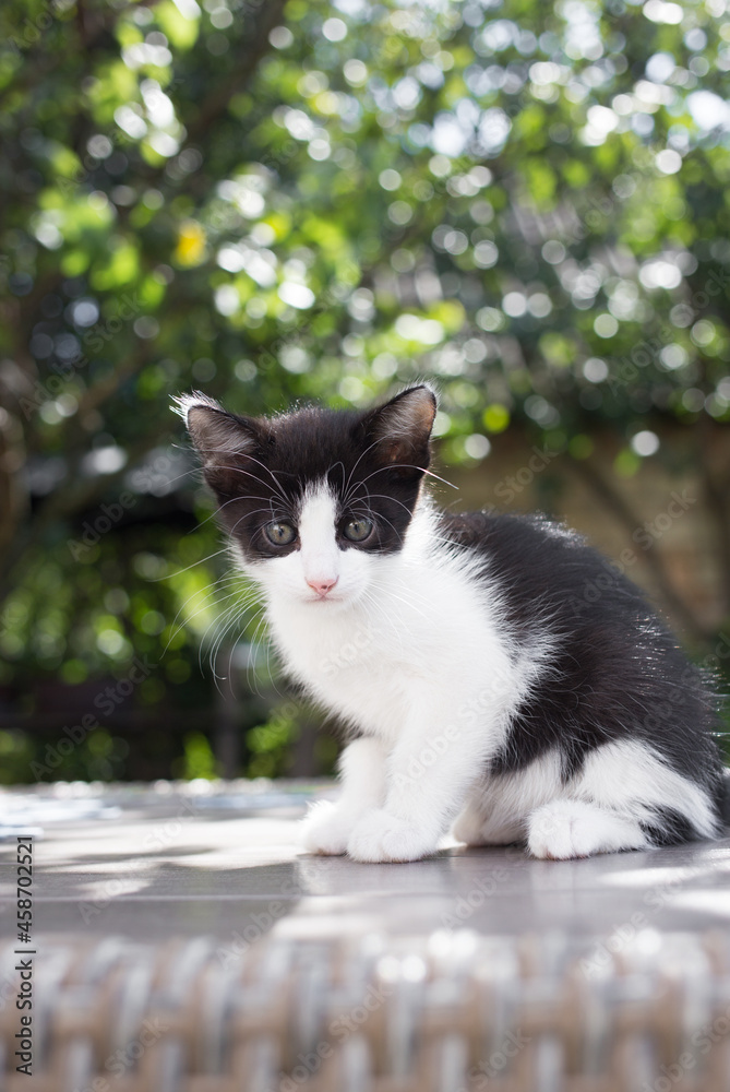 funny white and black kitten sits on a background of bokeh from leaves, looks into the frame,. childhood of a cat, beautiful cards, cat positive. childhood favorite pets