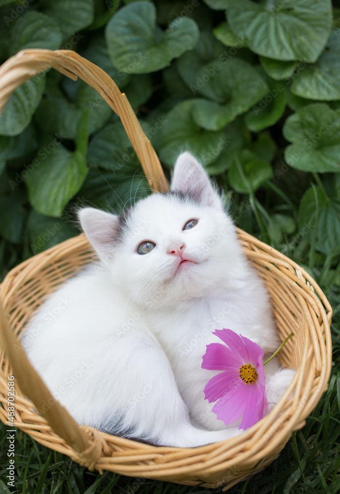 cute beautiful white kitten with one pink flower sits in a wicker ...