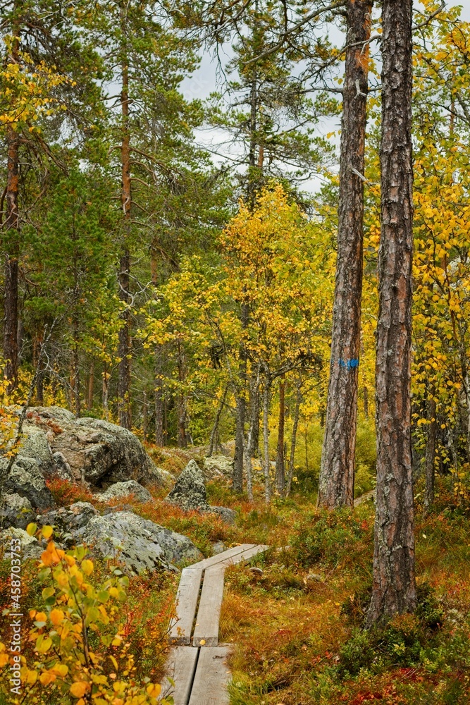 A hiking trail through the fall forest in Forsaleden in northern Sweden A hiking trail through the fall forest in Forsaleden in northern Sweden