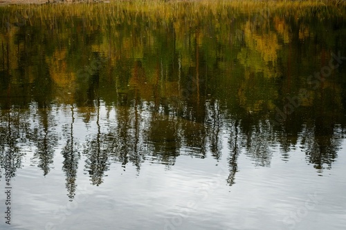 A forest in fall colors reflected in the surface of a lake in Forsaleden in northern Sweden