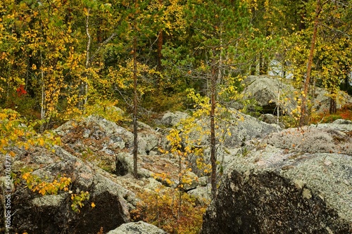 Forsaleden autumn landscape in northern Sweden