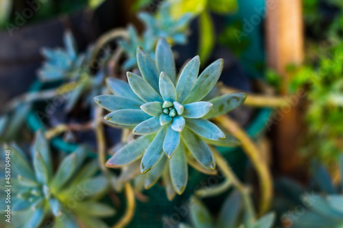 succulent plants that have grown big and look beautiful