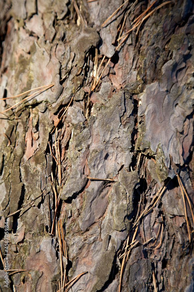 Background photo of pine tree bark with space for text. Background photo of pine tree bark with space for text.
