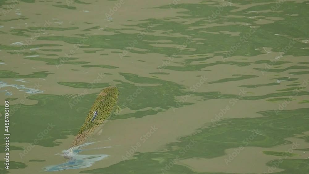 Trout in the pond close up top view. Breeding rainbow trout in a pond. Trout in the pond close up top view. Breeding rainbow trout in a pond.