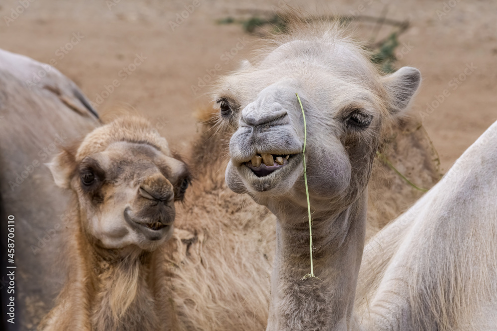 Fototapeta premium Bactrian Camel (Camelus bactrianus)
