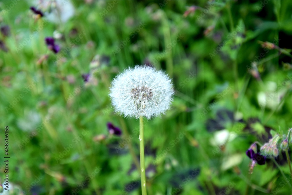 dandelion in the grass dandelion in the grass