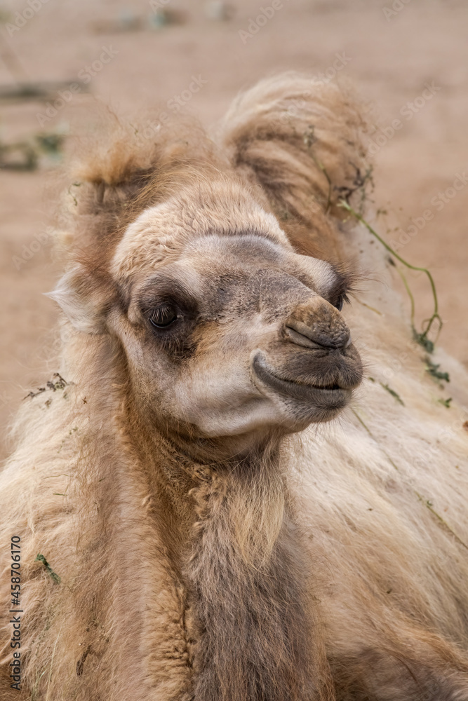 Fototapeta premium Bactrian Camel (Camelus bactrianus)