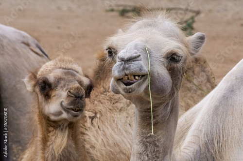 Bactrian Camel (Camelus bactrianus) © Nick Taurus