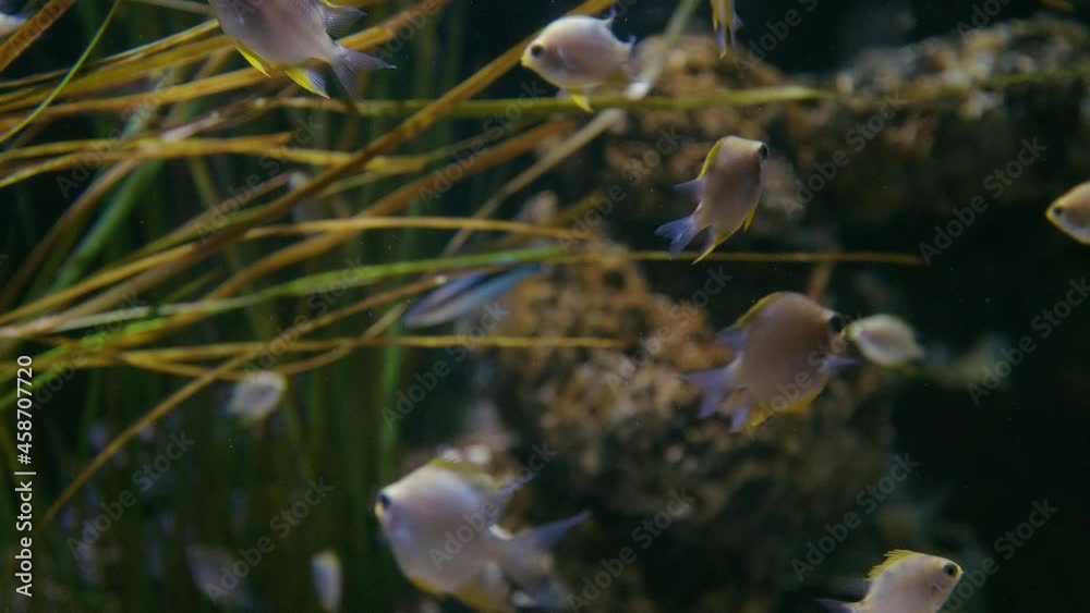 Vidéo Stock Golden, Humbug and Yellowtail Damselfish, Blue Streak Cleaner Wrasse swim in 4K