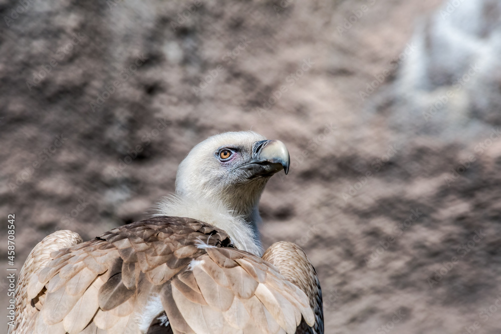 Griffon Vulture (Gyps fulvus)