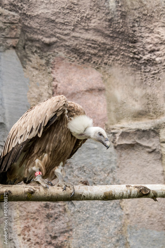 Griffon Vulture  Gyps fulvus 