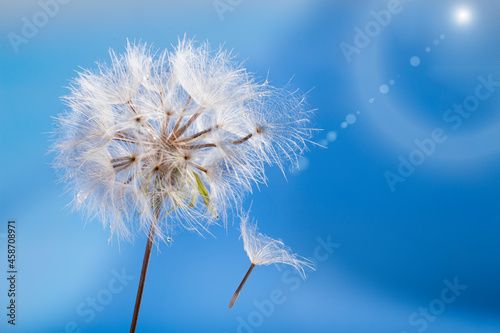 dandelion seeds on sky