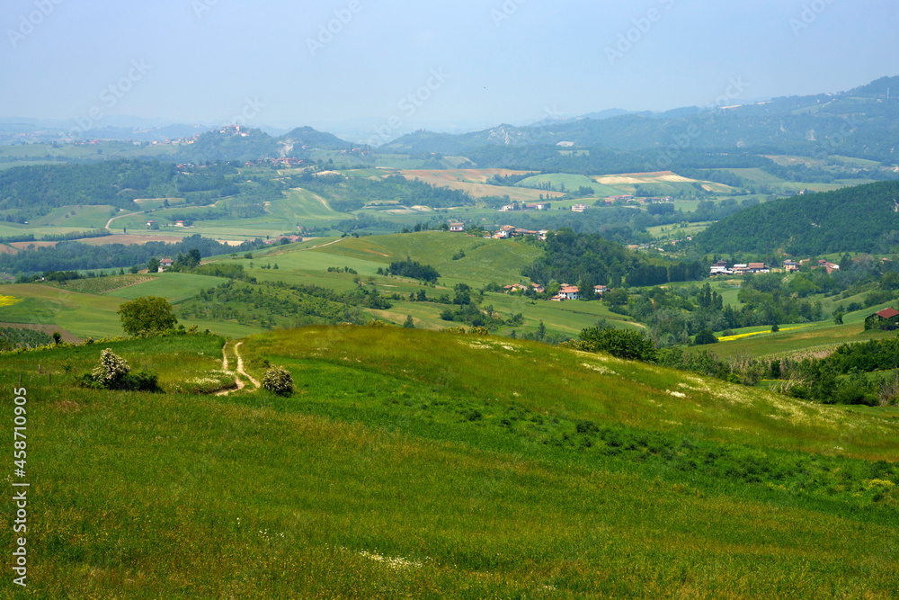 Vineyards at May in Piedmont, near Brignano and Serra del Monte