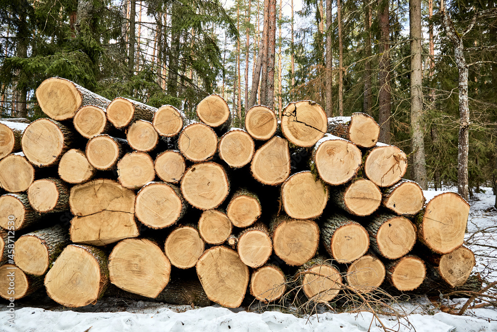 A wood material logging. Round timber stock. Lumber-camp of pine. Mass deforestation. Freshly cut tree logs piled up. Harvesting of wood. Sale of natural resources on the exchange. Ecological problem