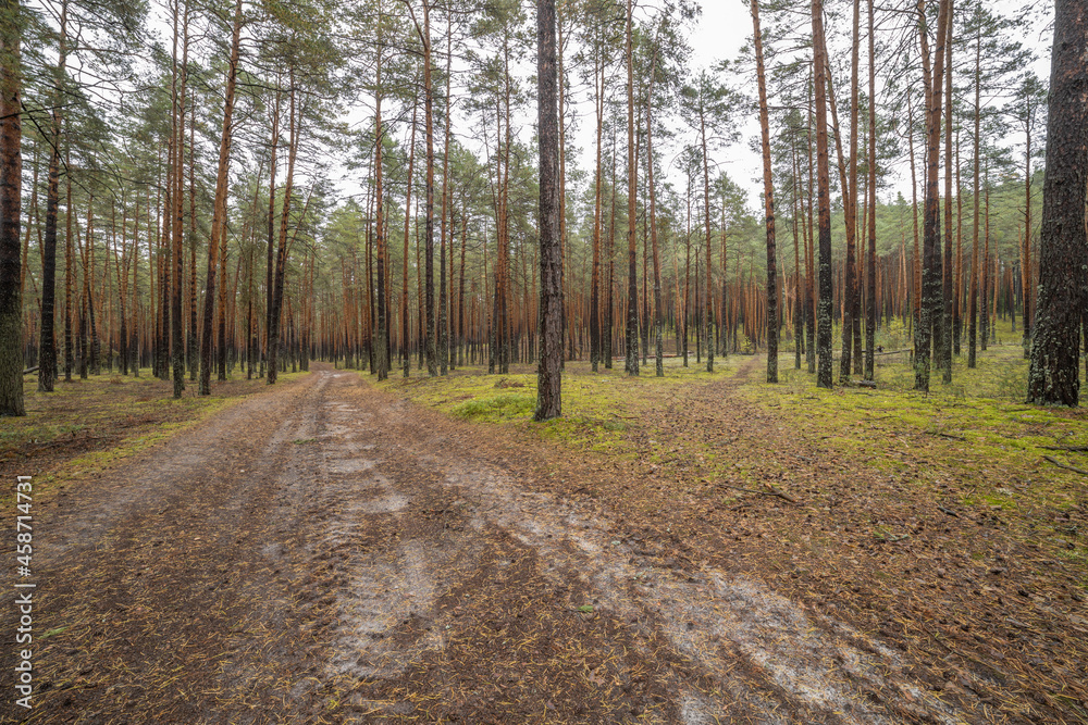 Landscape in a pine forest in autumn, Moss in the foreground. Pine forest overgrown with moss and mushrooms in rainy weather. Landscape in a pine forest in autumn, Moss in the foreground. Pine forest overgrown with moss and mushrooms in rainy weather.