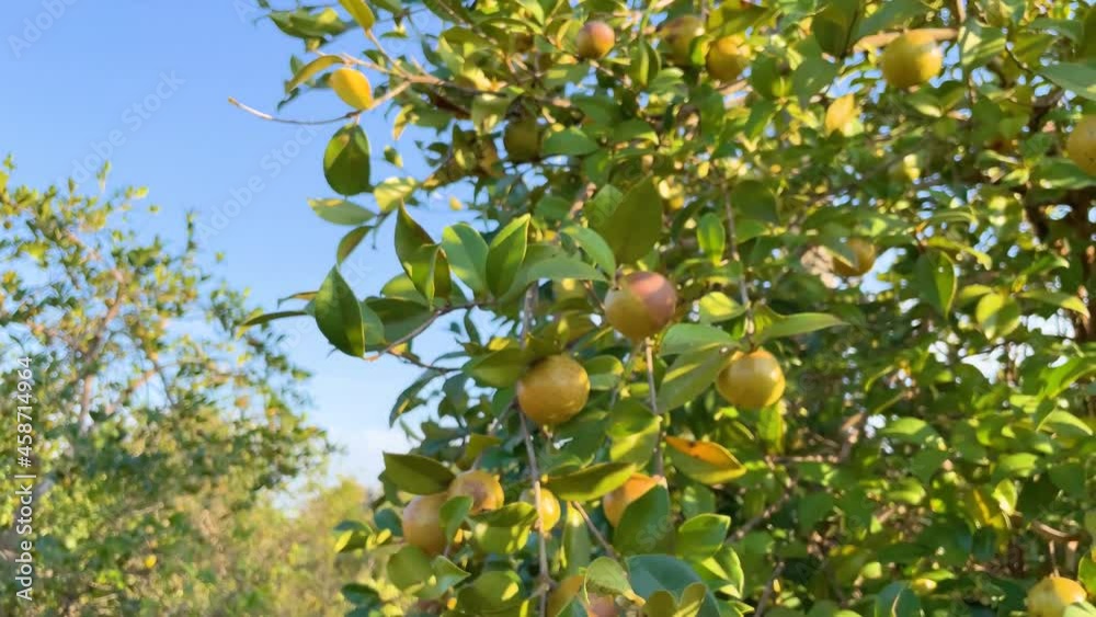 Camellia oleifera trees are full of oleifera fruit in autumn Camellia oleifera trees are full of oleifera fruit in autumn