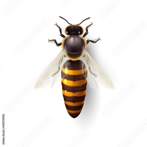 Realistic Bee Queen Mother. Detailed Illustration of a Queen Bee on White. Macro Insect, Concept of Food Industry, or Beekeeping