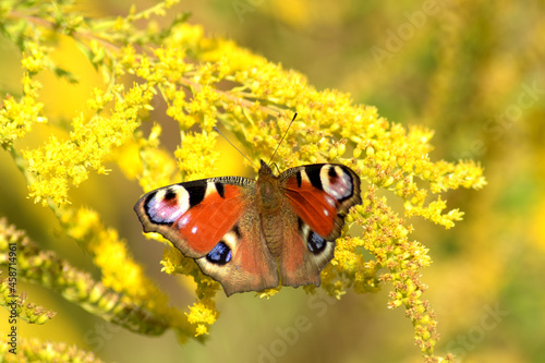 The peacock eye (Latin: Aglais io, formerly Latin: Inachis io), the daytime peacock eye, is a daytime butterfly in the family Nymphalidae close-up on the yellow flower Goldenrod