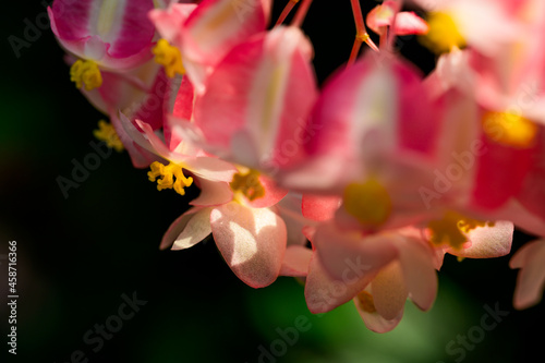 ベゴニアの花 photo