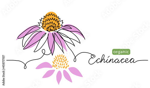 Purple echinacea flower, coneflower one line art drawing. Simple vector line illustration with lettering organic echinacea. Background for label design photo