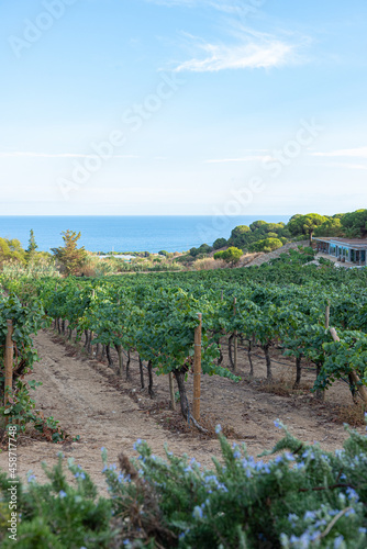 Spanish vineyard fields on the Catalan coast