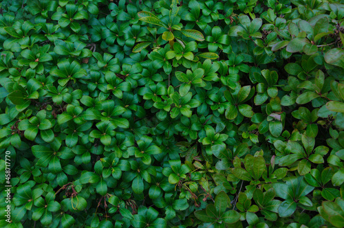 rhododendron sticky leaves greens a lot of thickets. High quality photo