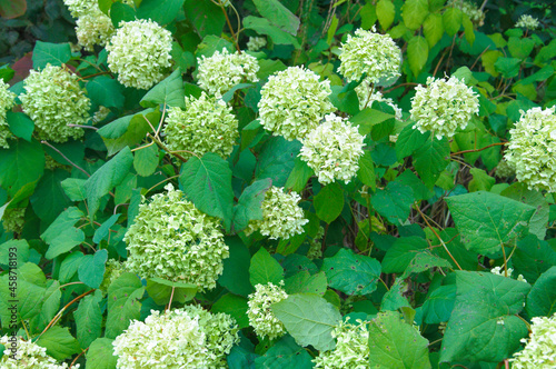 hydrangea treelike anabella flowers and leaves bush green blooms. High quality photo