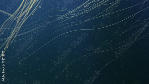 Flame Jellyfish and Pacific Sea Nettle swimming in crystal clear waters in 4K. Colourful lights light different species of jellyfish that relax in an aquarium. photo