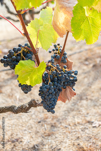 Bunches of grapes from a Spanish vineyard on the Catalan coast