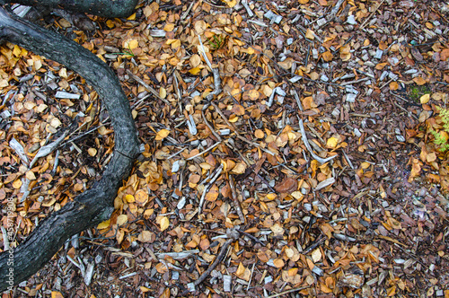 old branch fallen leaves sawdust on the ground flat lay autumn still life. High quality photo