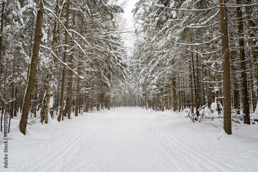 Ski trails on snowy road in pine forest in sunny winter day