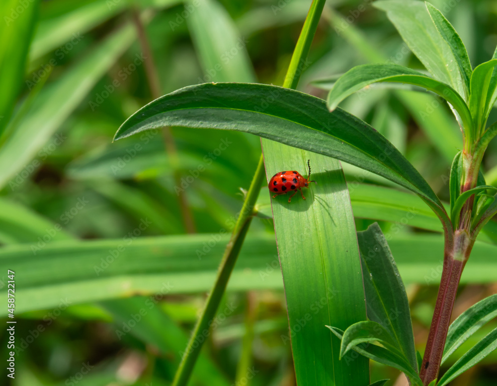 Ladybugs cling to leaves in search of food Ladybugs cling to leaves in search of food