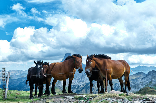 Horses in the Pyrenees  wild horse