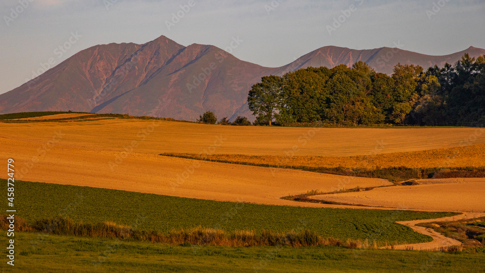 Obraz premium 夕陽に照らされる畑と十勝連峰 北海道