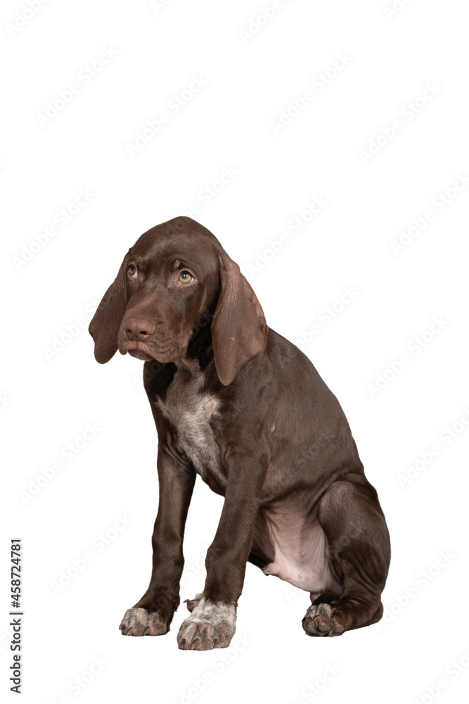 perro braco joven cachorro ideal para foto de producto perro braco joven cachorro ideal para foto de producto
