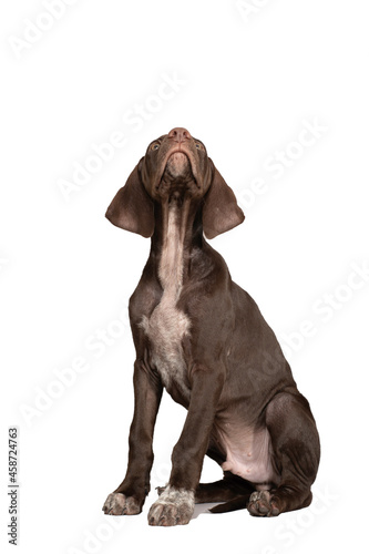 perro braco joven cachorro  ideal para foto de producto