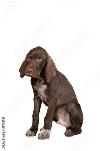 perro braco joven cachorro ideal para foto de producto