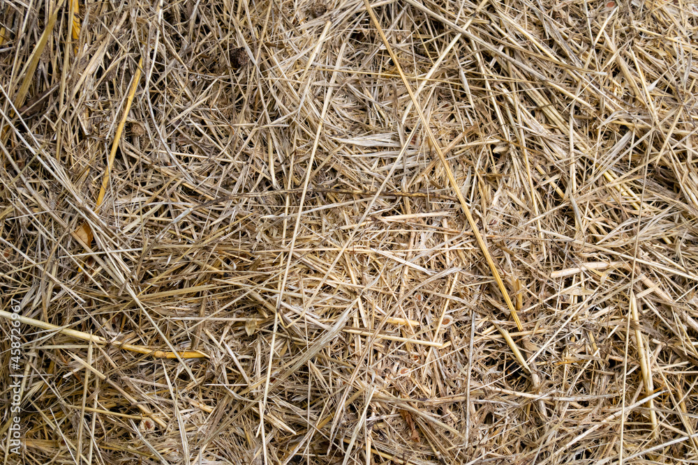 Straw, dry straw, hay straw yellow background texture