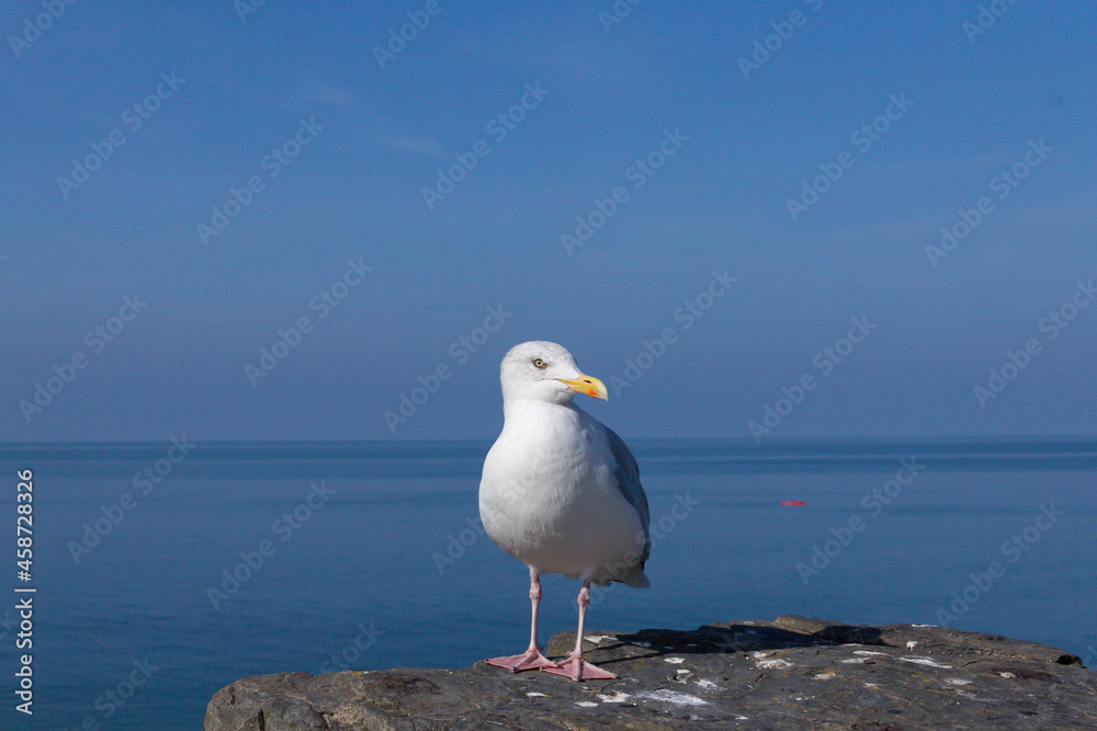 On the look out for food to scavenge beautiful big seagull stands on seawall. A pest to some a beauty of nature to others. On the look out for food to scavenge beautiful big seagull stands on seawall. A pest to some a beauty of nature to others.