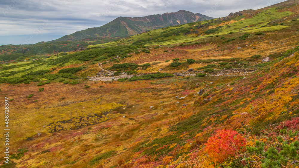 Fototapeta premium 旭岳 紅葉の登山道 曇天