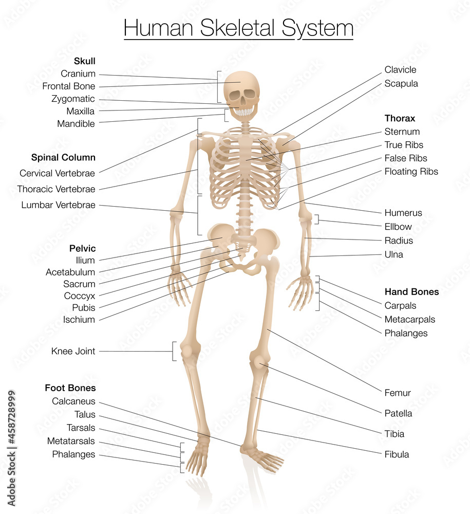 Skeletal system chart. Human skeleton labeled with most important ...