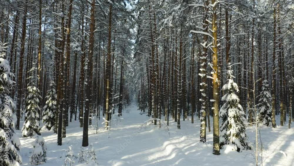 Drone shot flying in the winter pine tree forest. Slow flight in forest on winter season.
Drone shot flying in the winter pine tree forest. Slow flight in forest on winter season.