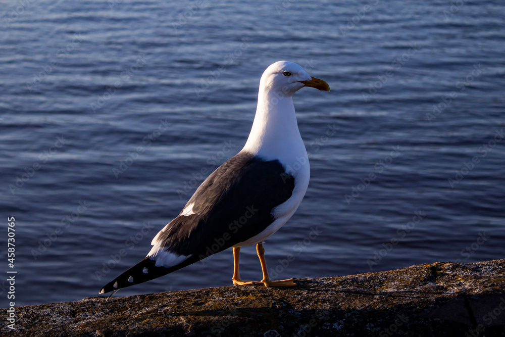 black headed gull