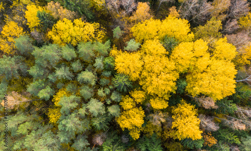 Aerial drone view over autumn forest.